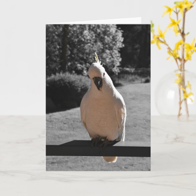Nyfiken Grå Göktyta Greeting Card Kort (Gul blomma)