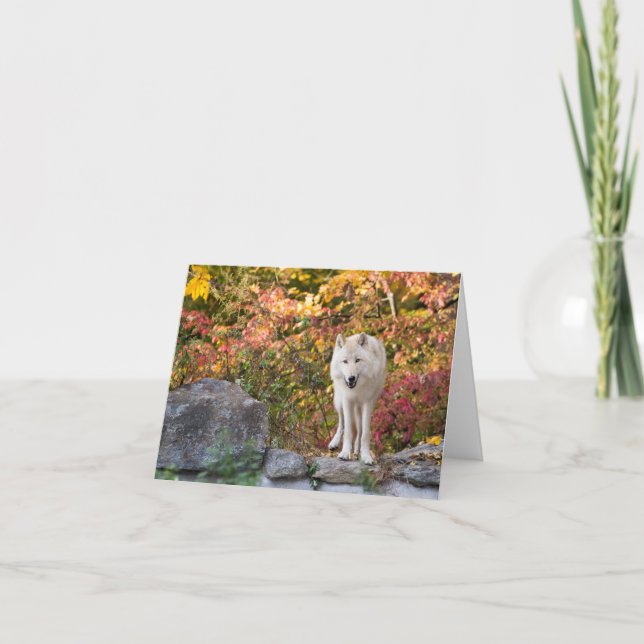 Nyfiken Grått-Varg Helgkort (Framsida)