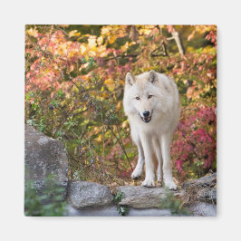 Nyfiken Grått-Varg Magnet