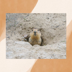 Nyfiken Groundhog Peeking från Burrow Vykort