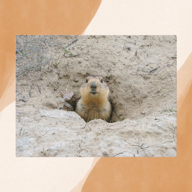 Nyfiken Groundhog Peeking från Burrow Vykort (Skapare uppladdad)