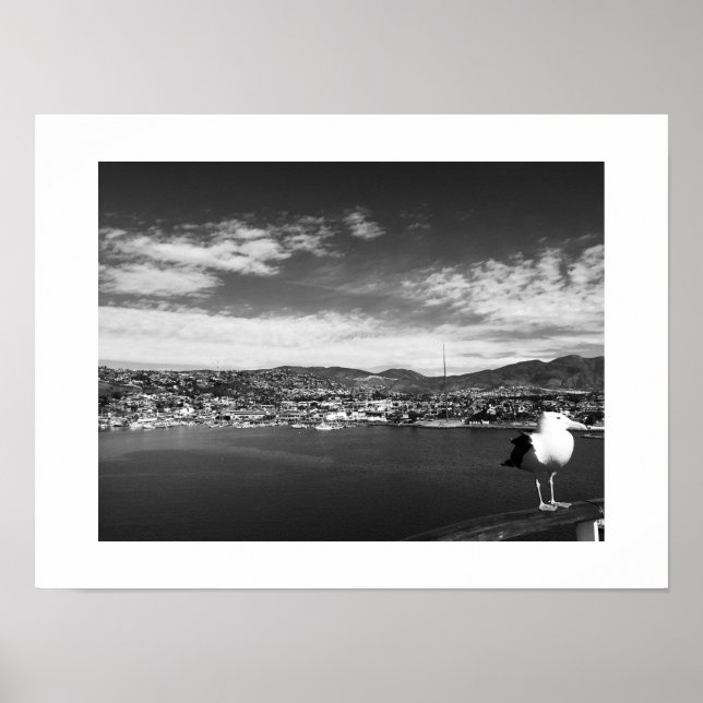 Nyfiken gul fågel, svart och vit fotografi poster (Framsidan)