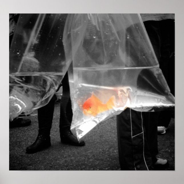 Nyfiken guldfisk Poster/Bild Poster (Framsidan)