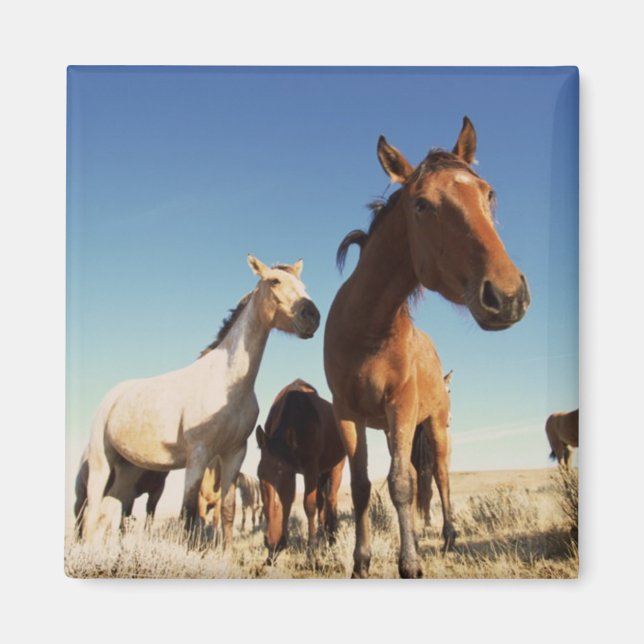 Nyfiken häst magnet (Framsidan)