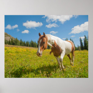 Nyfiken häst på en alpin äng sommartid poster
