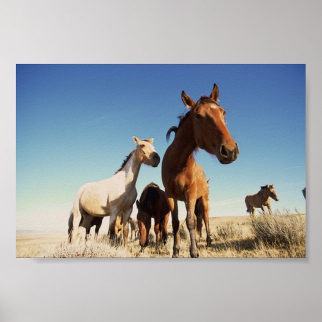 Nyfiken häst poster (Framsidan)