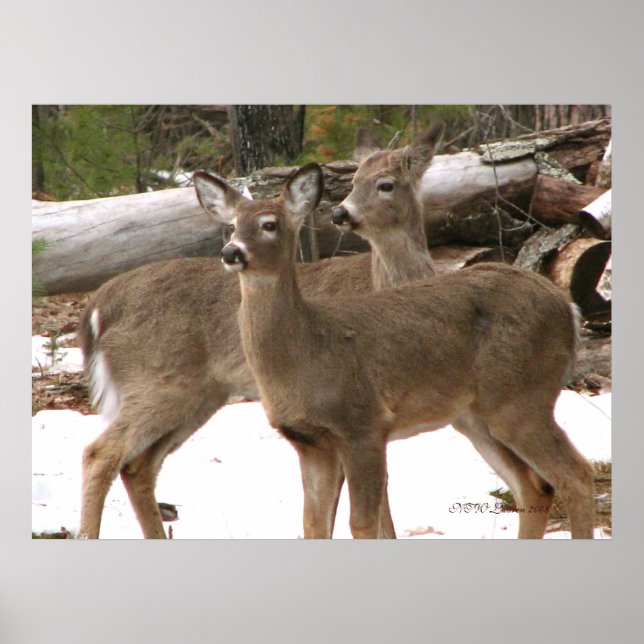 Nyfiken Hjort Poster (Framsidan)