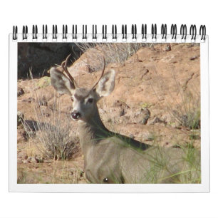 Nyfiken hjortkalender kalender