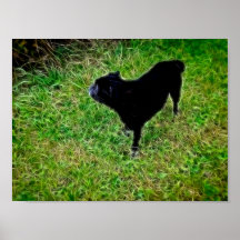 Nyfiken hund i briljanta fibrer på svart