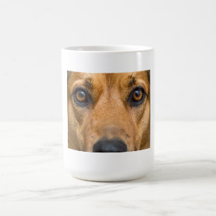 Nyfiken Hund som tittar Kaffemugg