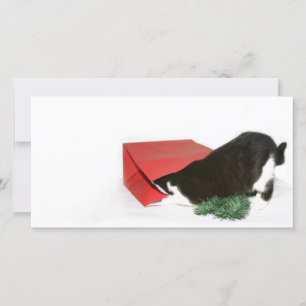 Nyfiken julkatt julkort