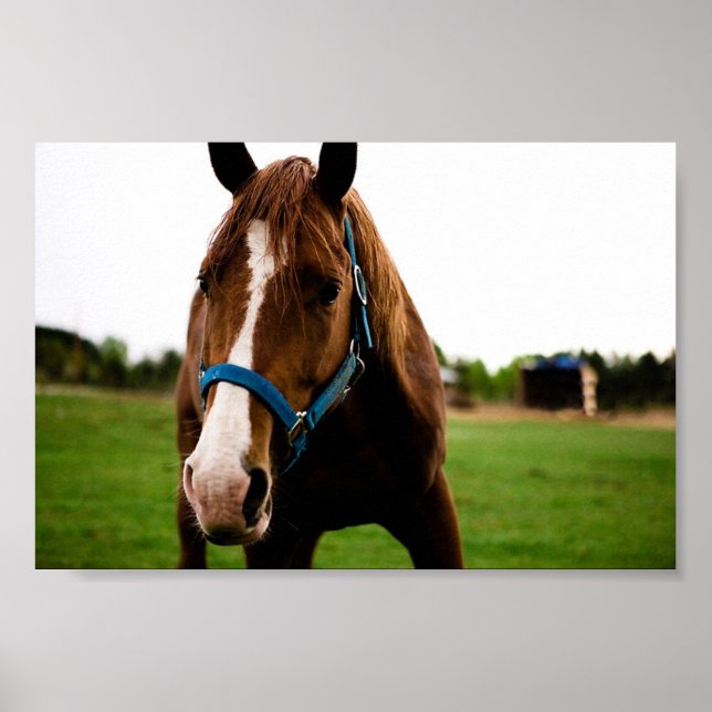 Nyfiken kastanj poster (Framsidan)