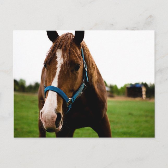 Nyfiken kastanj vykort (Framsida)