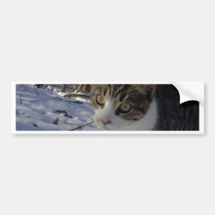 Nyfiken katt bildekal