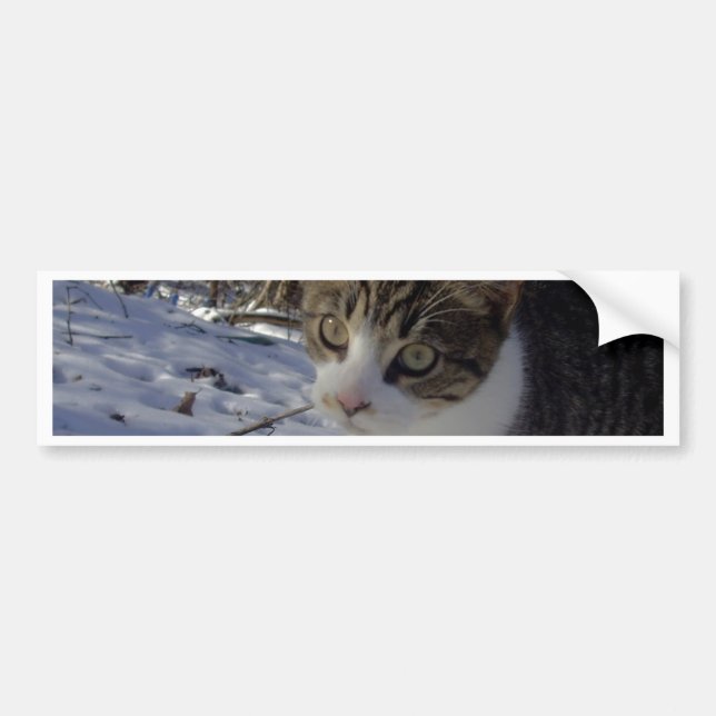 Nyfiken katt bildekal (Framsidan)