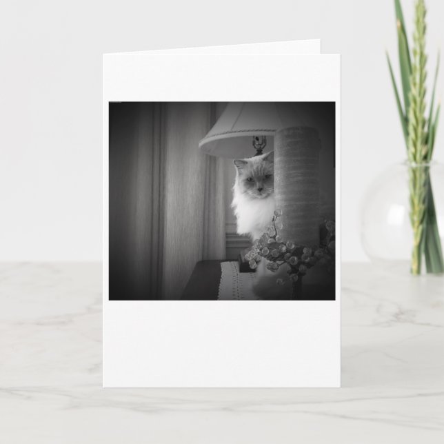 Nyfiken katt, kort (Framsida)