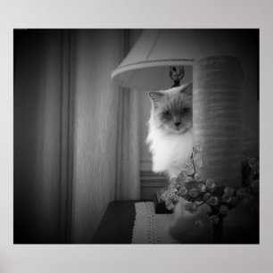 Nyfiken katt, poster