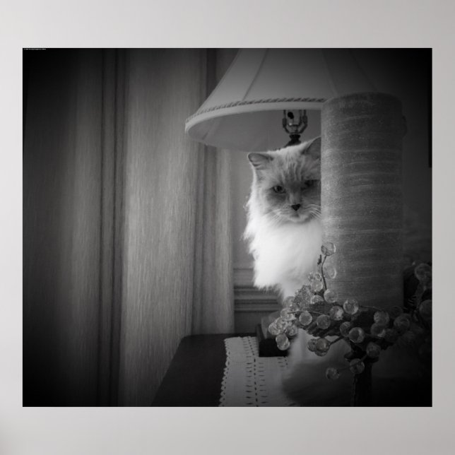 Nyfiken katt, poster (Framsidan)