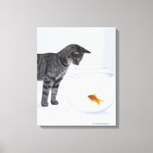 Nyfiken katt som tittar på guldfisk canvastryck (Framsida)