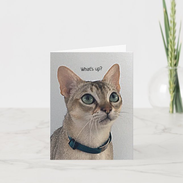 Nyfiken katt tom kort (Framsida)