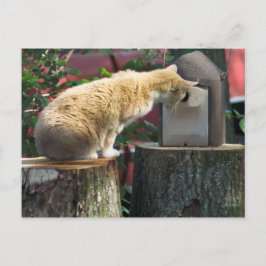 Nyfiken katt, vykort