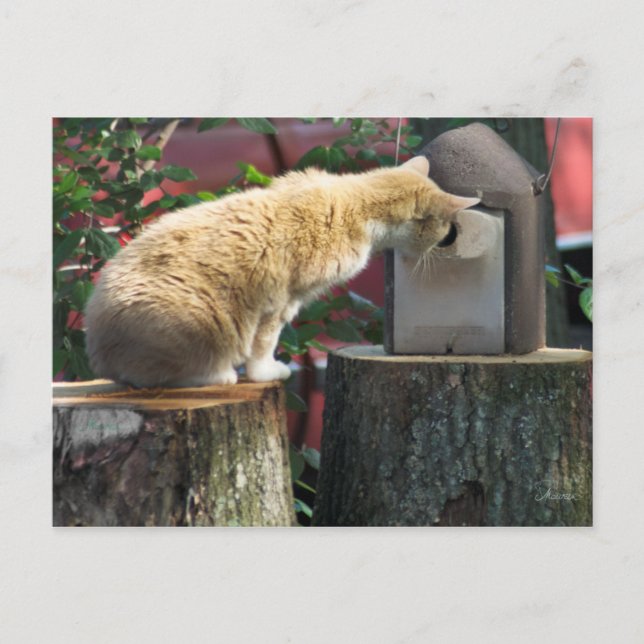 Nyfiken katt, vykort (Framsida)