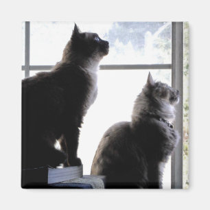 Nyfiken katter tittar ut genom fönstret Kattr foto Magnet