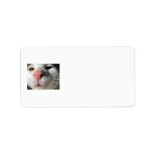 Nyfiken kattunge adressetikett