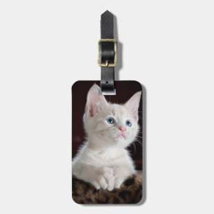 Nyfiken kattunge bagagebricka