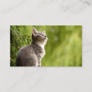 Nyfiken kattunge visitkort