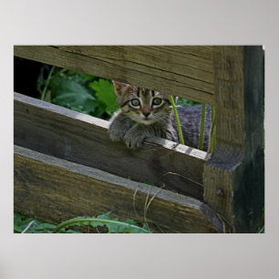 Nyfiken Kitten om stängslet som ger Poster