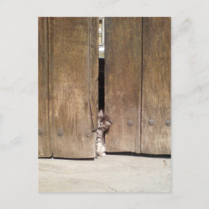 Nyfiken Kitten Vykort