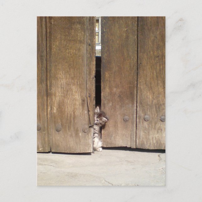 Nyfiken Kitten Vykort (Framsida)