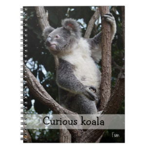 nyfiken koala anteckningsbok