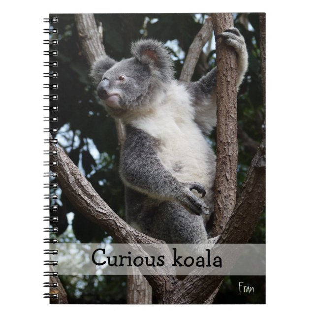 nyfiken koala anteckningsbok (Framsidan)