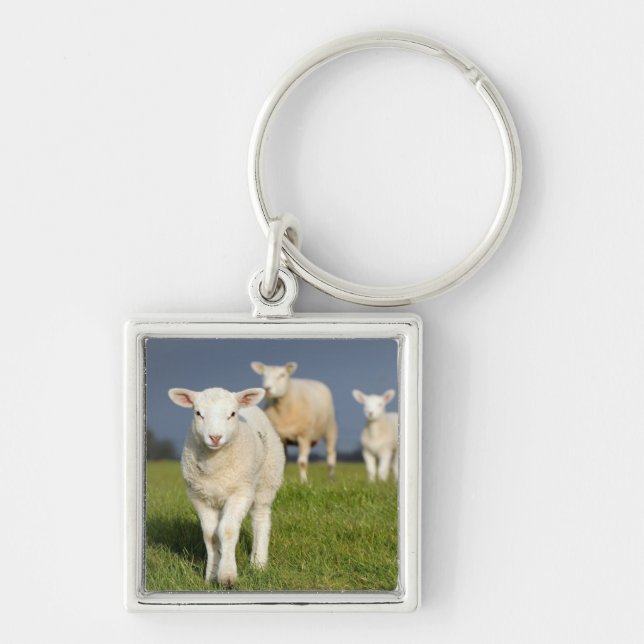 Nyfiken Lamb Fyrkantig Silverfärgad Nyckelring (Framsidan)