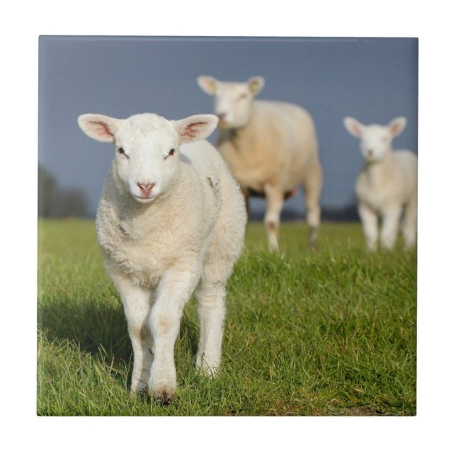 Nyfiken Lamb Kakelplatta (Framsidan)