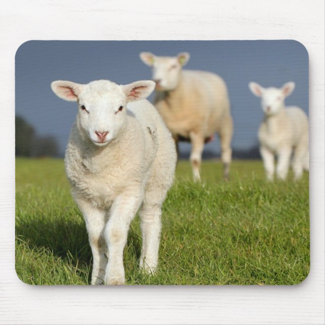 Nyfiken Lamb Musmatta (Framsidan)