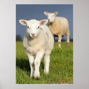 Nyfiken lampa poster
