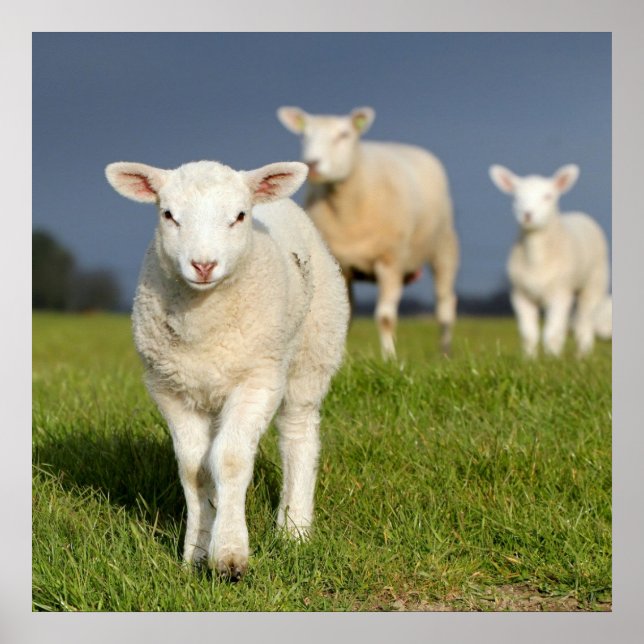 Nyfiken lampa poster (Framsidan)