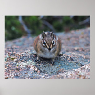 Nyfiken Little Chipmunk Poster