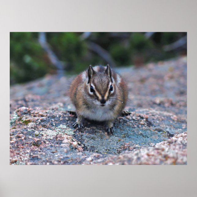 Nyfiken Little Chipmunk Poster (Framsidan)
