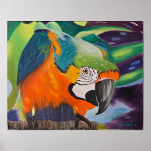 Nyfiken Macaw Poster
