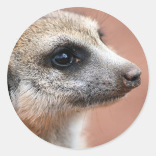 Nyfiken Meerkat klistermärke