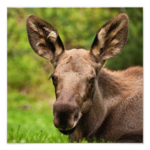 Nyfiken Moose Fototryck