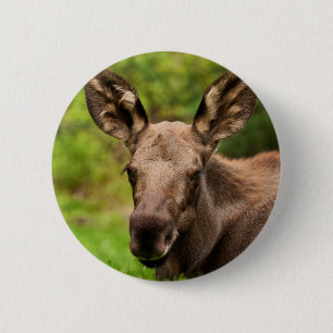 Nyfiken Moose Knapp