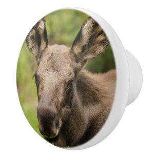 Nyfiken Moose Knopp