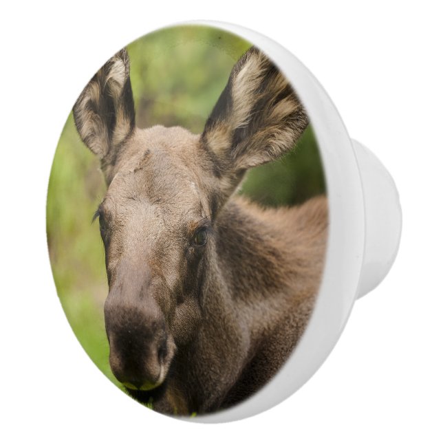 Nyfiken Moose Knopp (Höger)