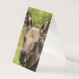 Nyfiken Moose Kort