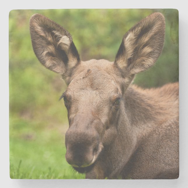 Nyfiken Moose Stenunderlägg (Framsidan)